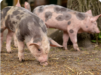 Porcinos y Chacinados
